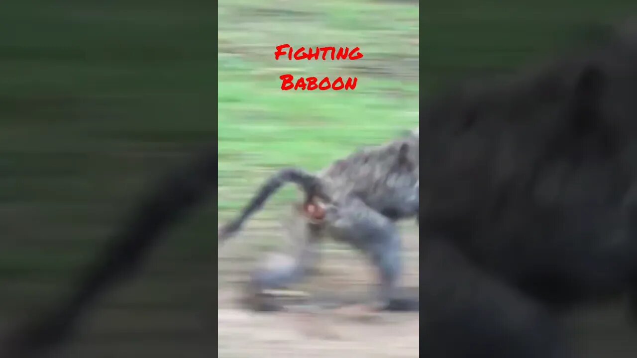 #short #Baboons