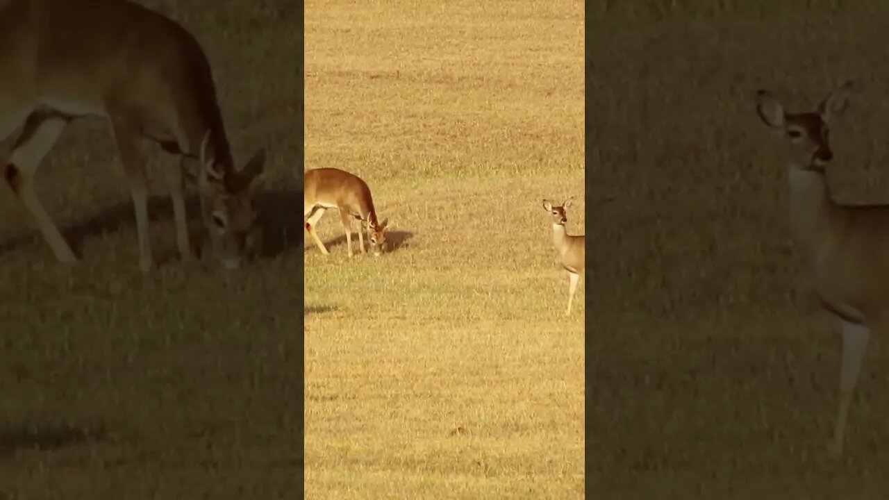 deer at Chickamauga Battlefield