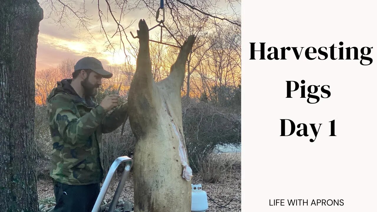 Harvesting Our Pastured Pigs Day 1