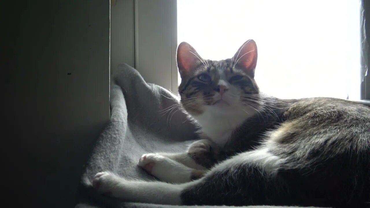 Kitten Looks at Me When I Talk to Him