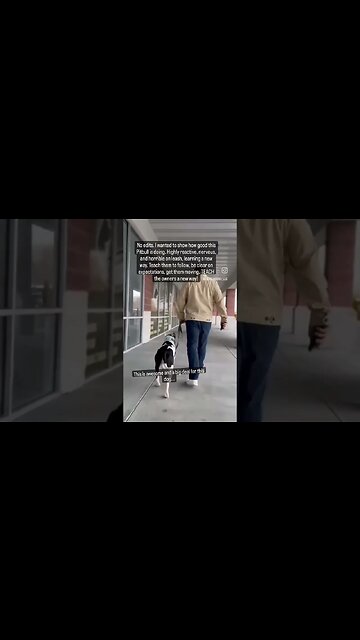 Aggressive, Reactive, Nervous Pitbull Learning a New Way.