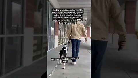 Aggressive, Reactive, Nervous Pitbull Learning a New Way.