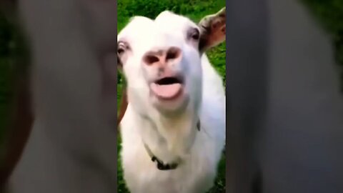 What happened to this goat 😂😂 #shorts #viral #funny #subscribe