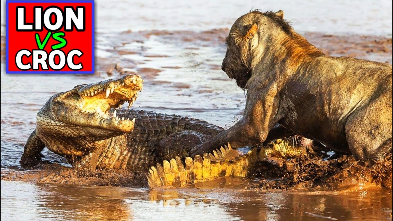 Lion Vs Crocodile | Big Battle In Shallow Water |