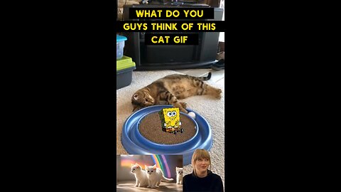 Cute Cat Gif