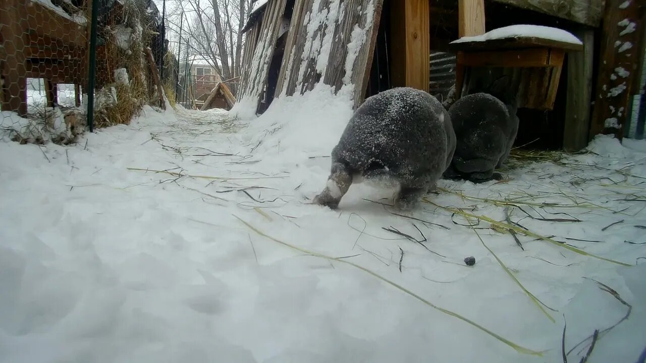 Frozen Asian -Asian Bunny Boi