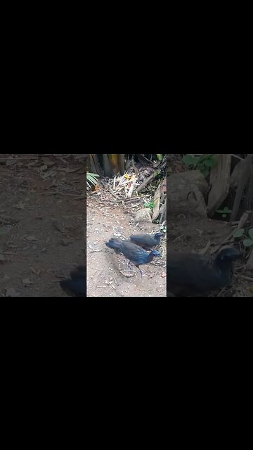 NBA 2k23 no Rumble RESTREAM