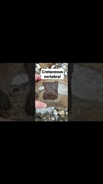 A nice cretaceous vertebra from a marine reptile #short #fossil #marine #beach