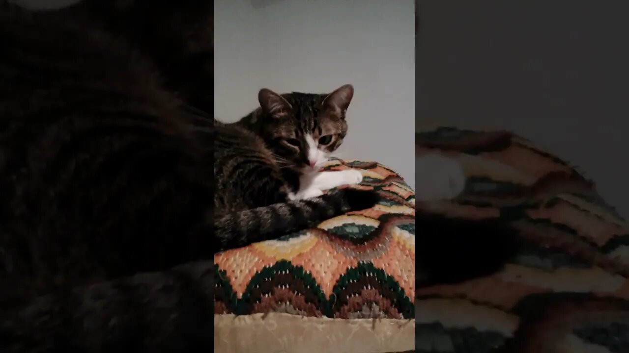 Cat Has Large Eyes #shorts