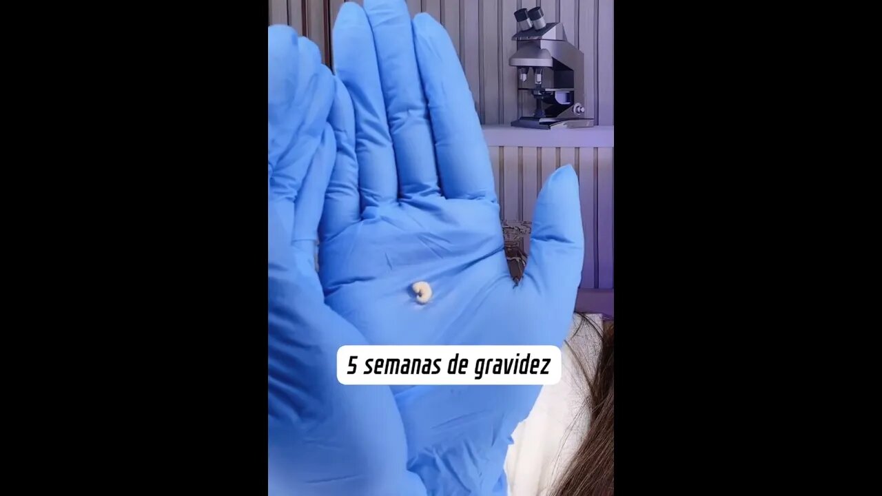 5 semanas de gravidez