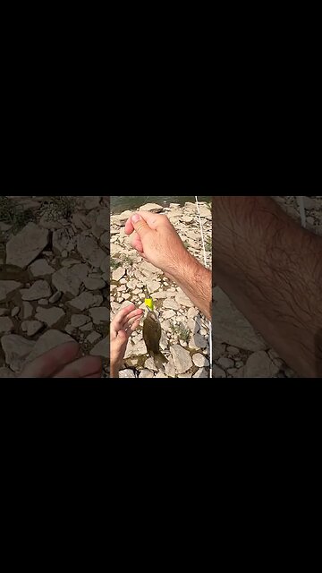 Great Miami river smallmouth on a crank bait