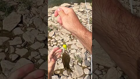 Great Miami river smallmouth on a crank bait