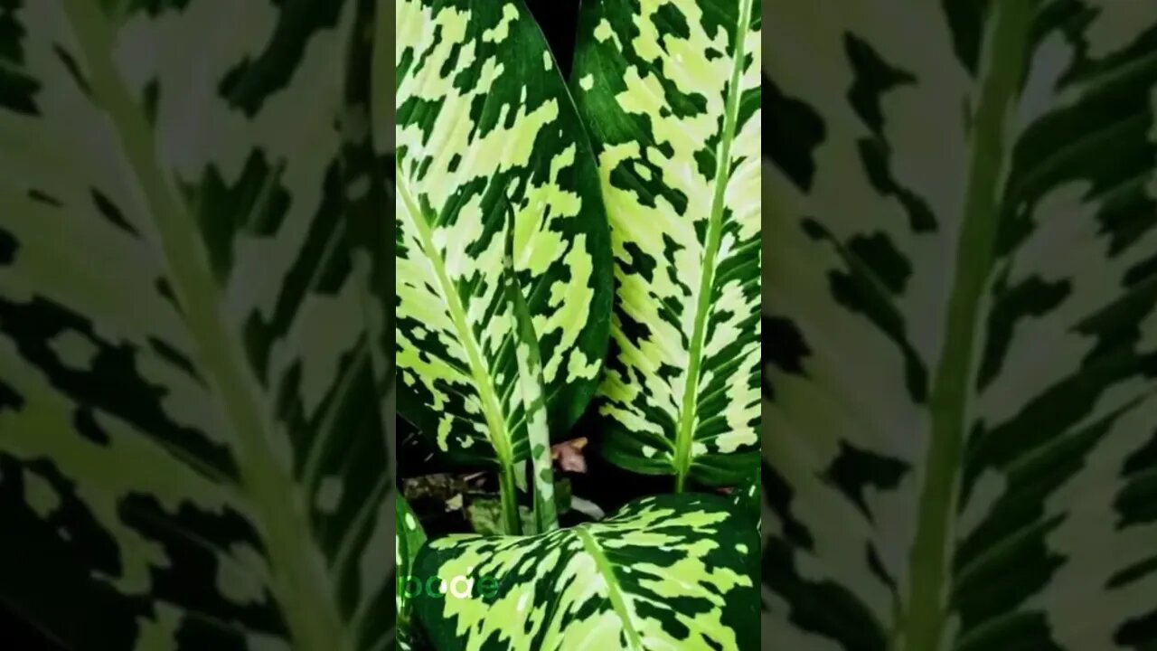 ⚠️ Comigo-ninguém-pode! Uma planta tóxica para os pets 🐕 🐈! MUITO CUIDADO! #shorts