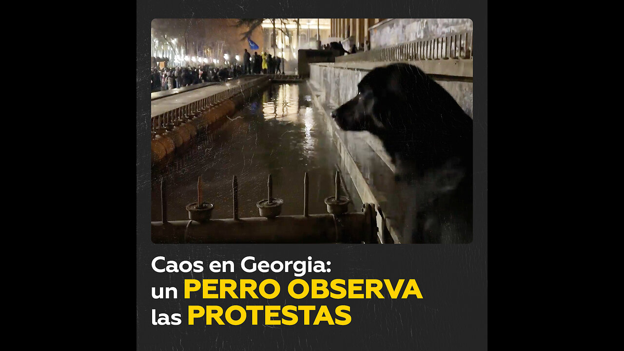 Un perro se convierte en testigo de las protestas en Georgia