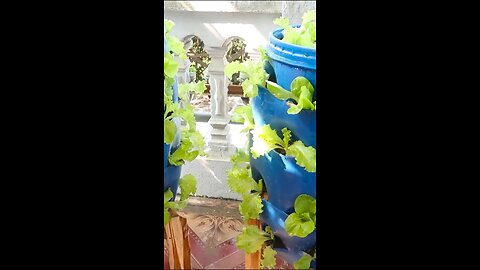 🌱🌿 Transformative Innovation: Repurposing Plastic Drums into Vegetable Towers 🍃🌞