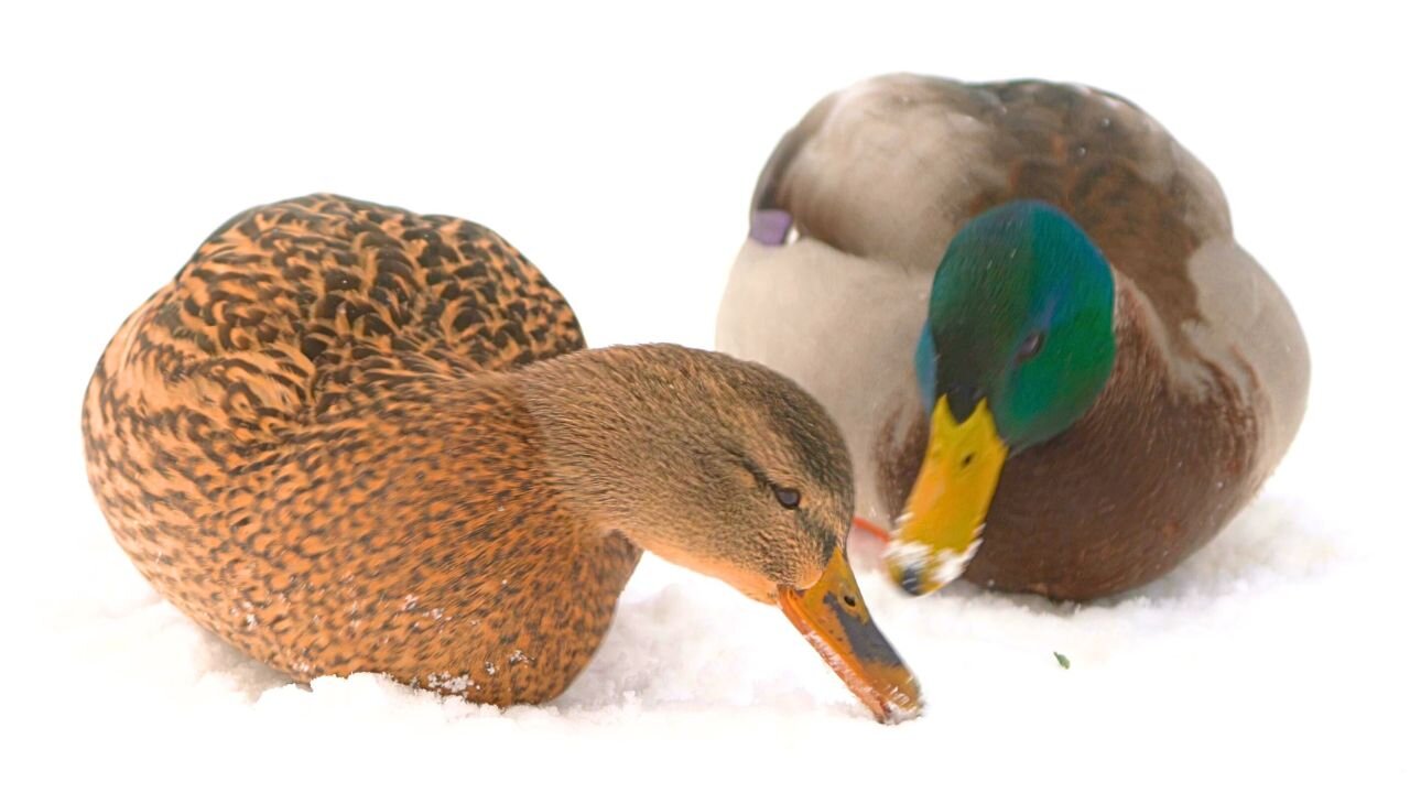 Female Arctic Mallard Duck Hens Looking for the Last Tidbits of Food