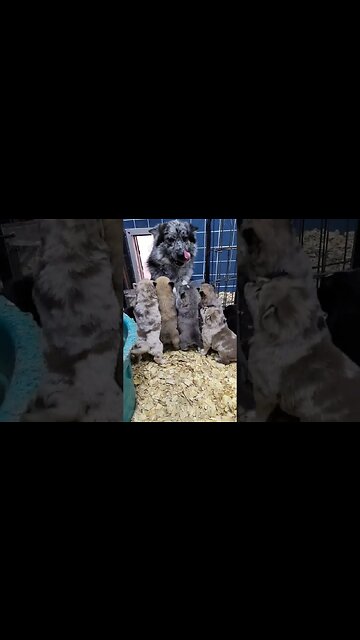 Pomsky Pups are Getting Big