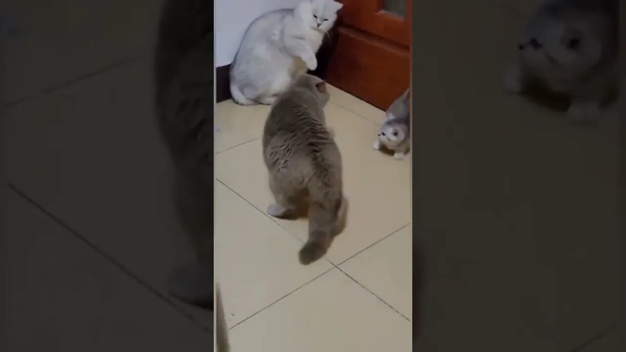 FUNNY CAT VIDEO