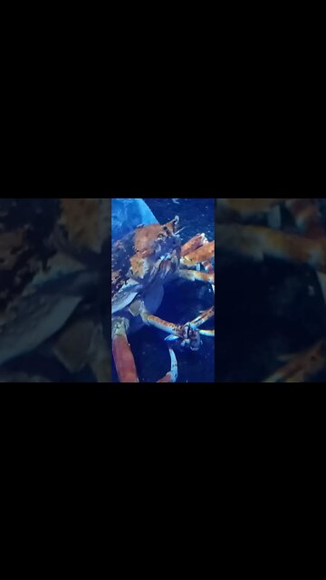 what kind of crab is this ?