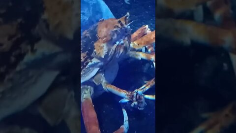 what kind of crab is this ?