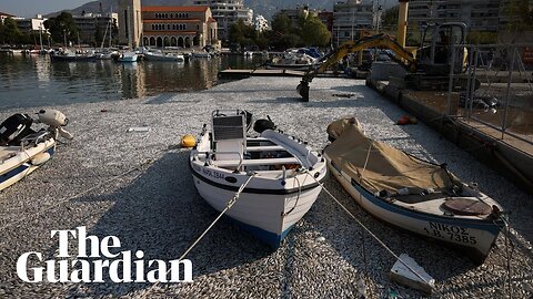 Hundreds of thousands of dead fish blanket Greece tourist port after flooding