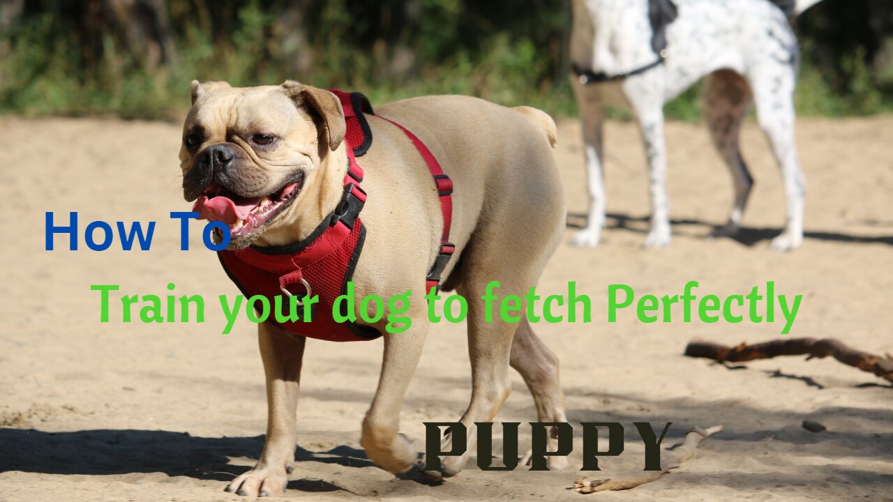 How To train your dog to fetch perfectly/puppy Training