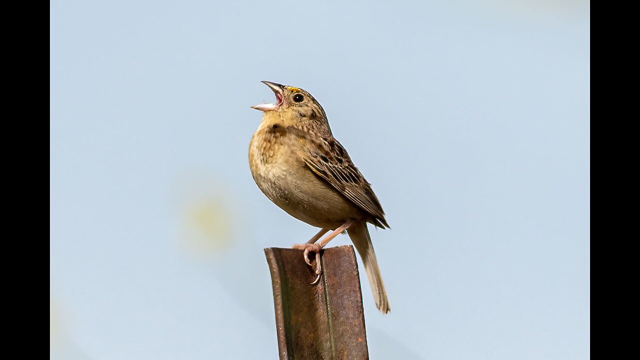 Cuckoo Bird Sound- relaxasing sounds