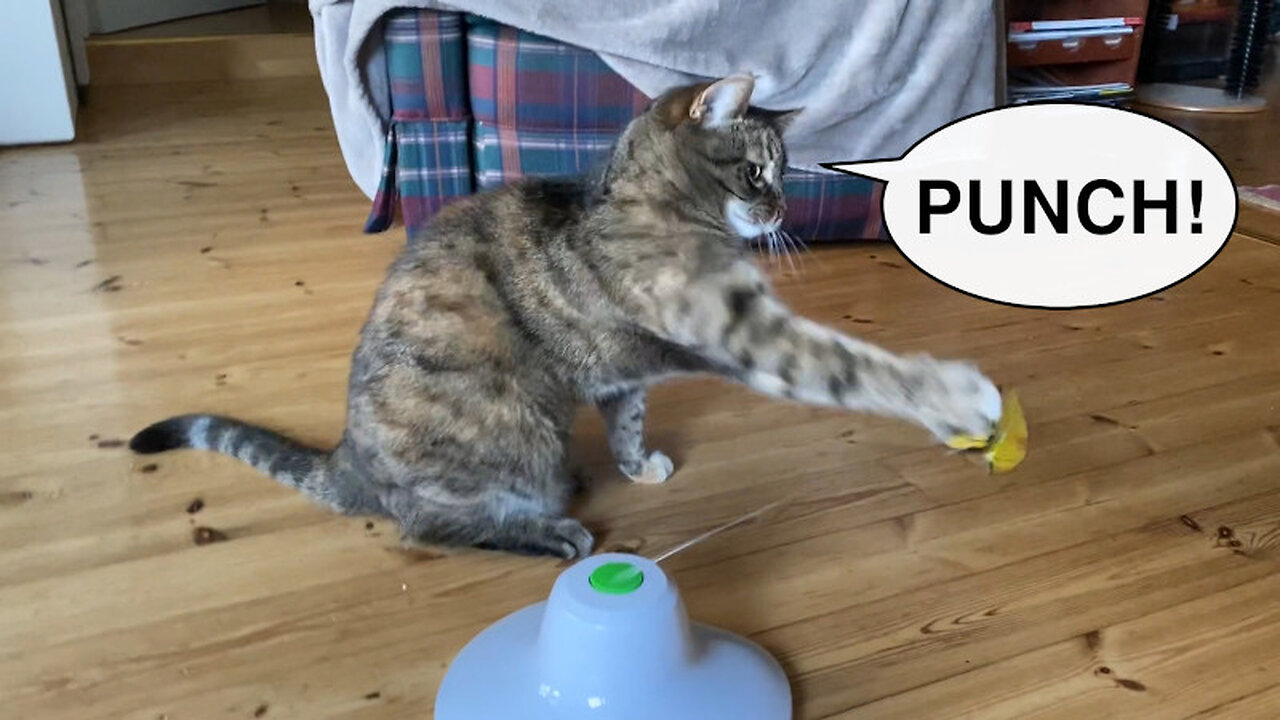 Jade Cat Plays With a Butterfly Toy