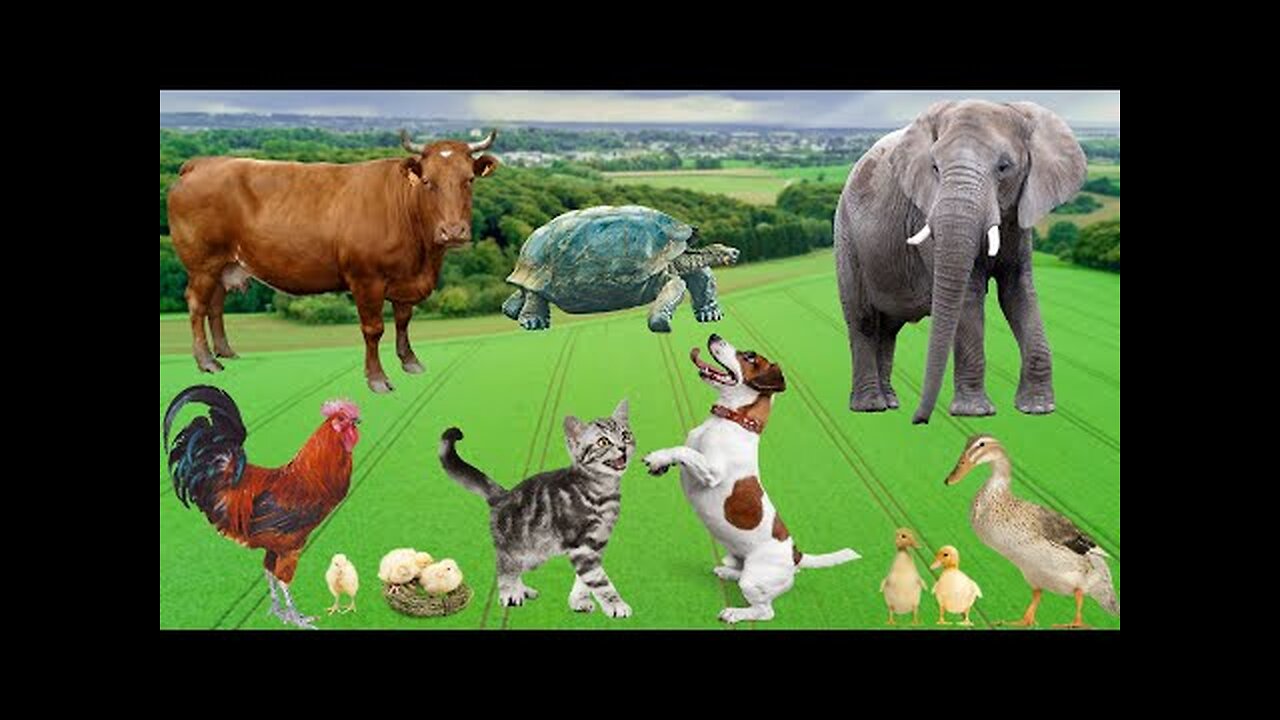 Cute little animals - Dog, cat, chicken, elephant, cow, tortoise - Animal sounds