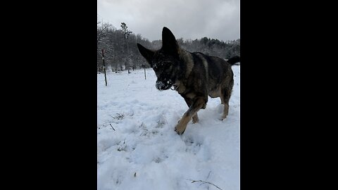 German Shepherd's Snow Day Shenanigans!