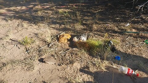 Chicks taking dust bath