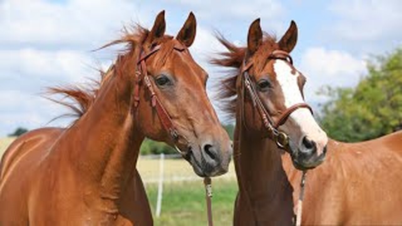 Sound of Horses - Galloping Horses - Neighing Horse