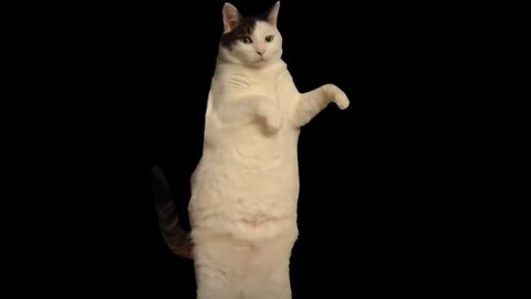 MY CAT BEAUTIFULL DANCE