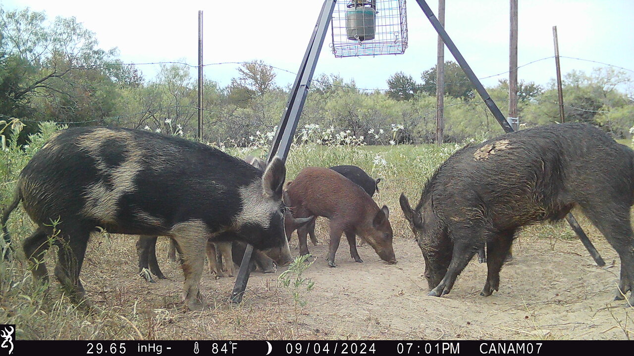 Harvest Moon Hog