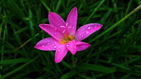 Water lilies Videos