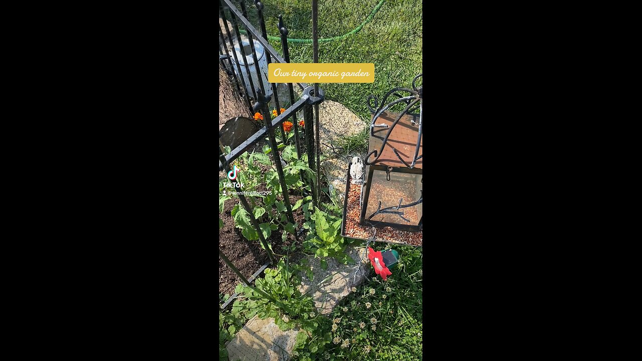 Our Tiny organic garden in the city.