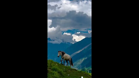 Rockstar of Kashmir