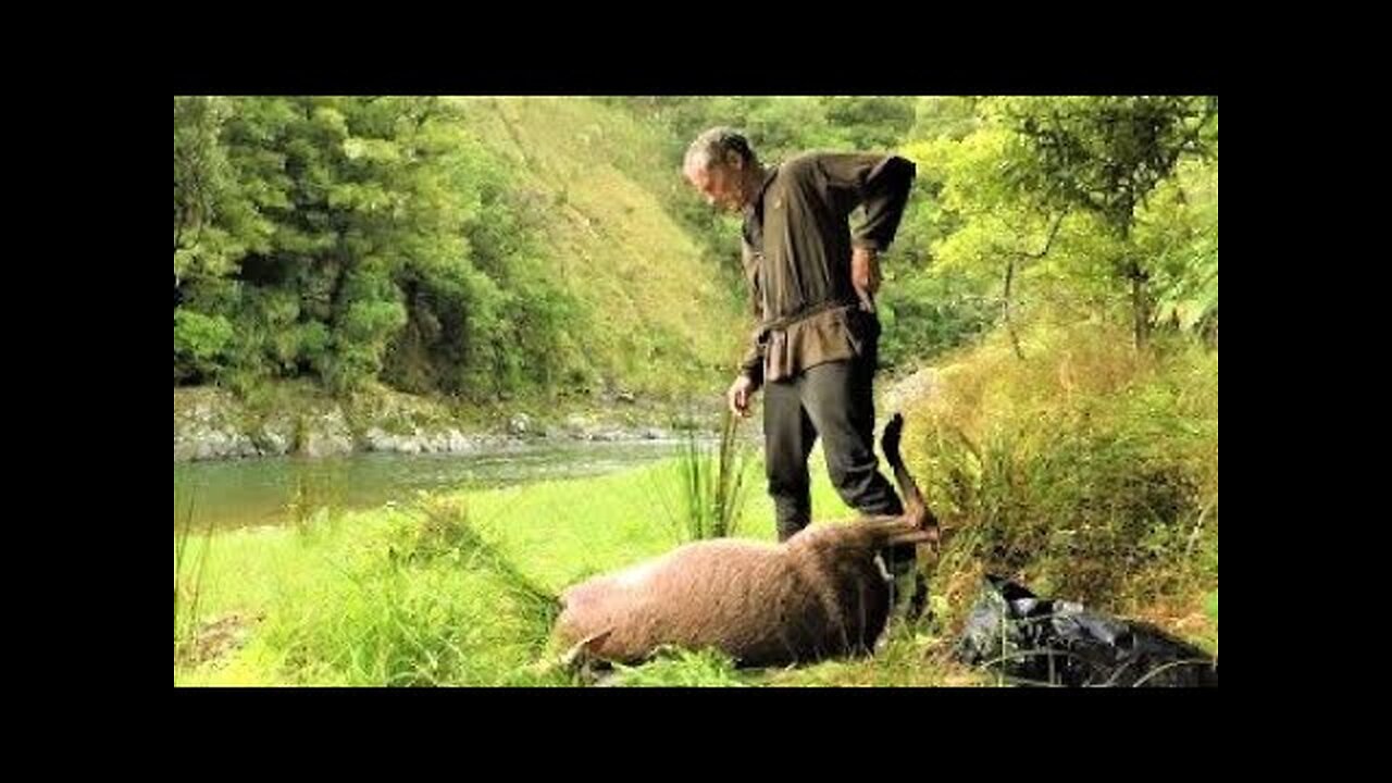 Hunting for deer in the northern Urewera's