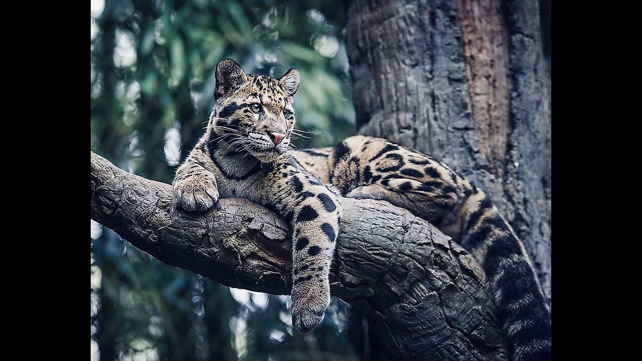 5 Fun Facts About The Clouded Leopard