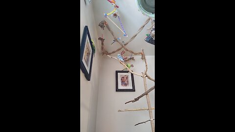 9 Friendly Budgies
