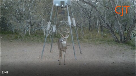 23.01 South Texas Rut activity, the first week of January