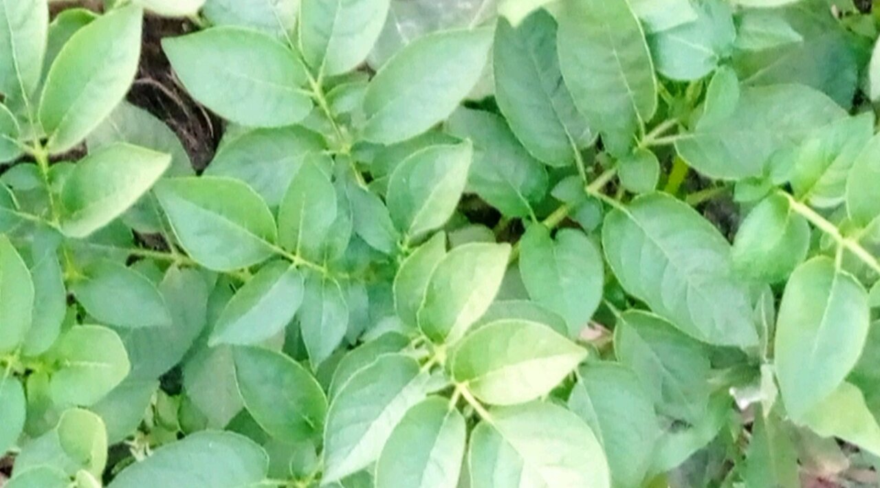 Is it potato tree? Really ?