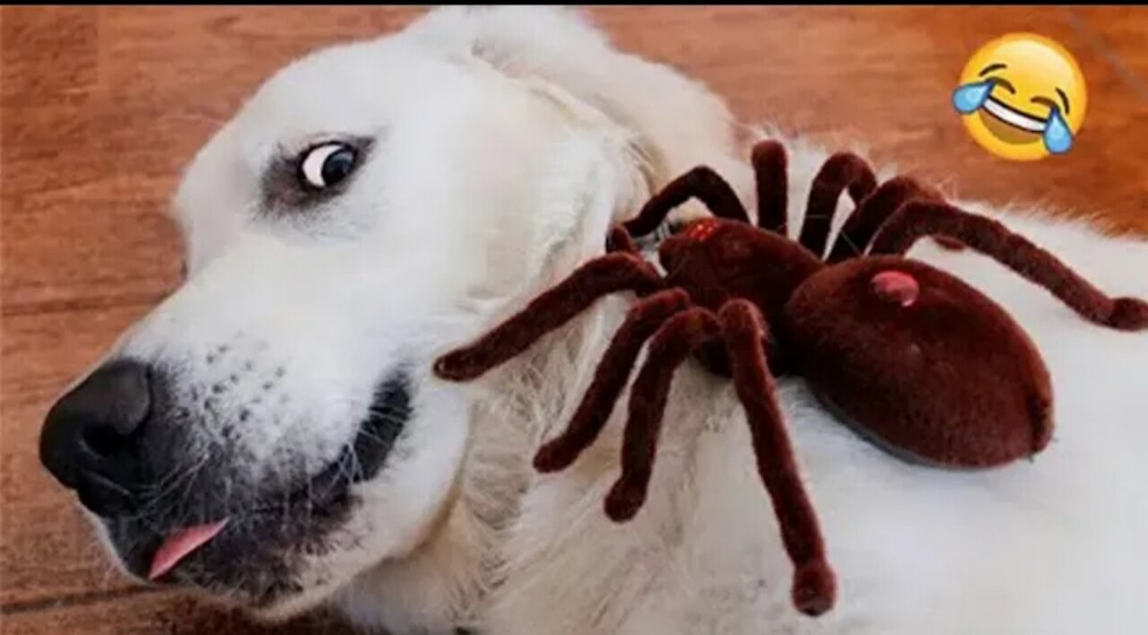 Funny Animals Part -6 Animals 🤣Funny Vedios🤣