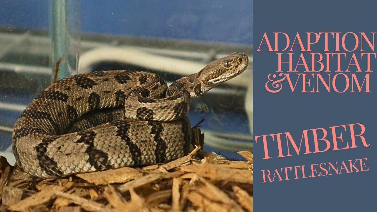 Timber Rattlesnake Biology: Adaptations, Habitat, and Venom