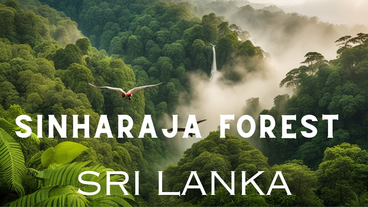 Sinharaja Forest Reserve, Sri Lanka: A Journey Through Biodiversity and Wildlife Mysteries