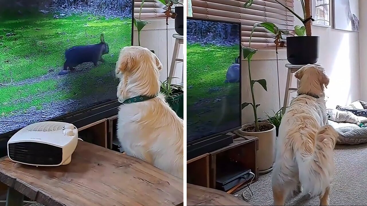 Dog Adorably Confused By Bunny Rabbit On Tv