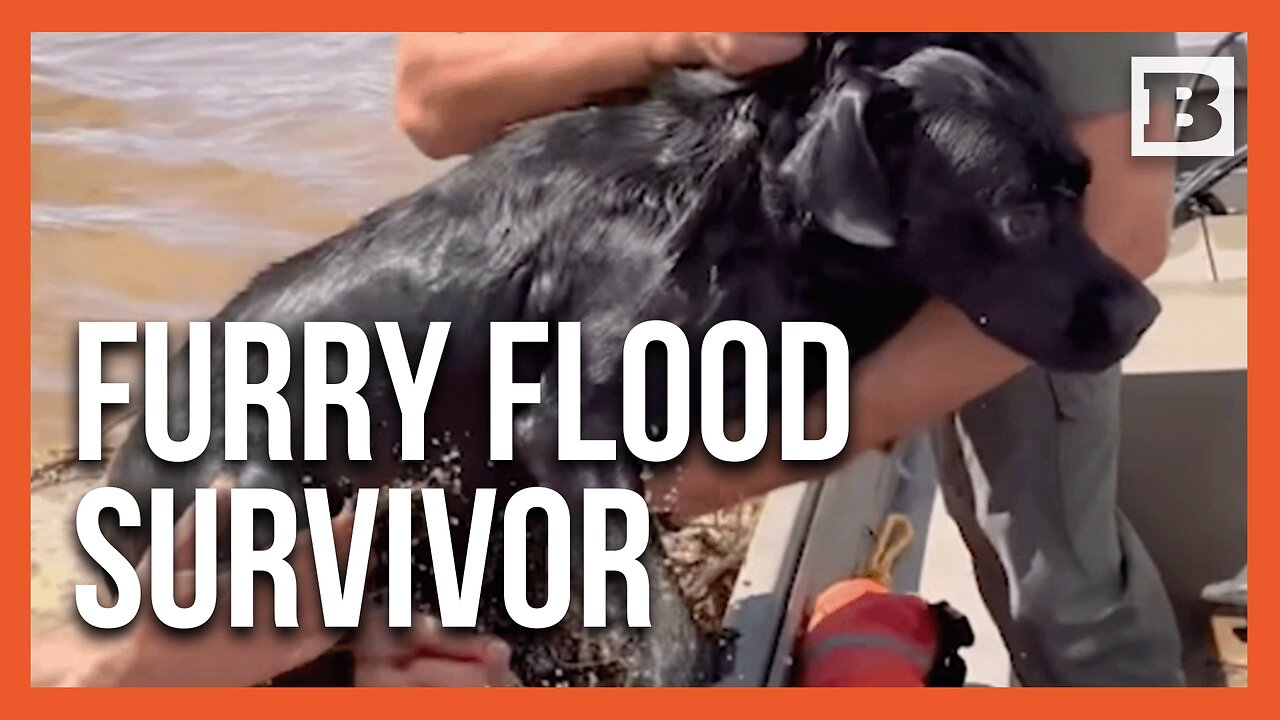 Heartwarming Rescue: Dog Saved From Floodwaters During Helene's Devastation