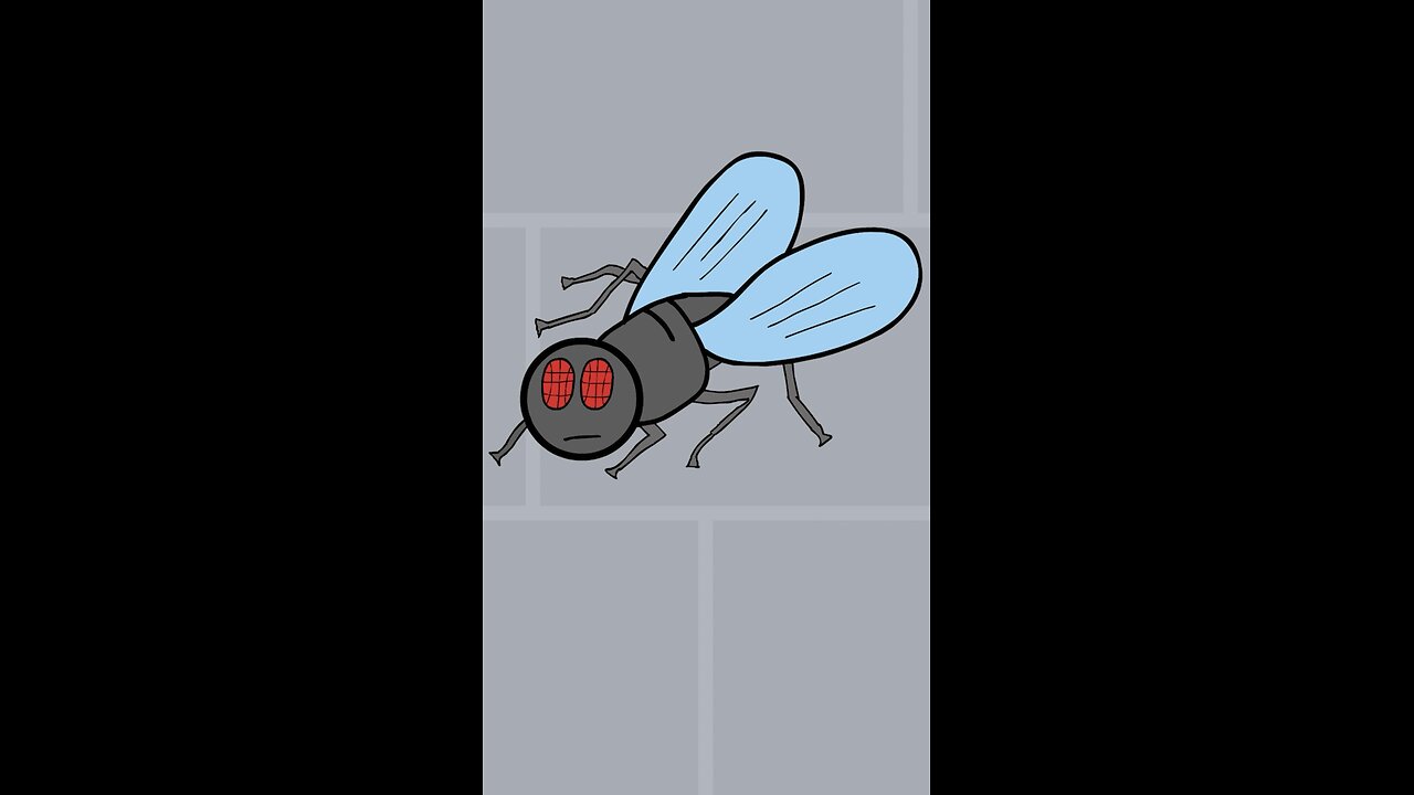 Fly On The Wall