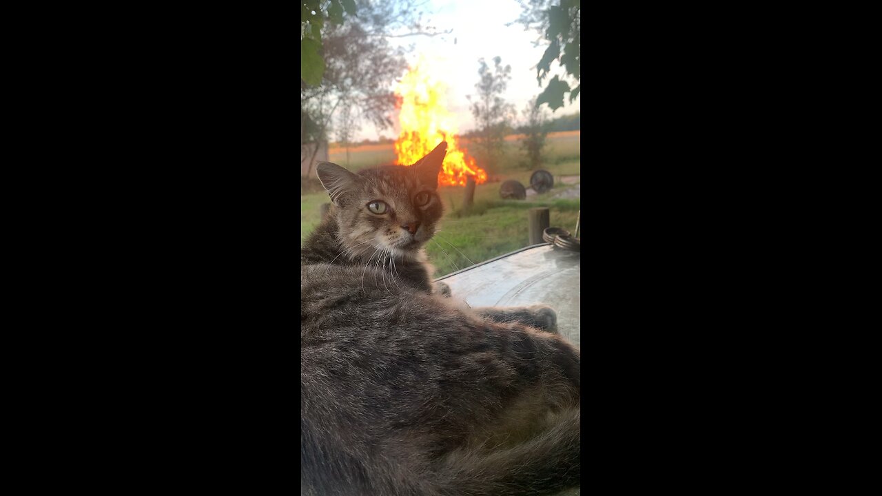 Fire cat!