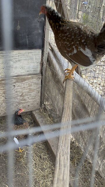 Beautiful Cowan Roundheads